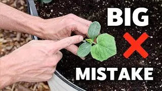 I Wish I Knew THIS Before Growing Cucumbers
