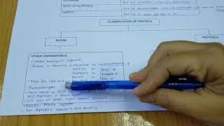 Domain Eukarya: Kingdom Protista