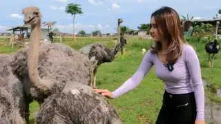 DEADLY CONFLICT WITH THE OSTRIBAL BIRD!!