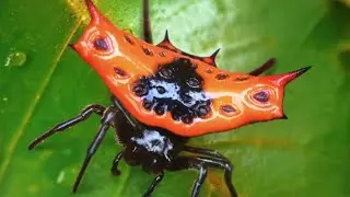 The Ants: Underground Kingdom- Red Crown Spider