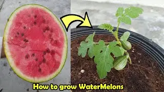 How to grow Watermelon in Pot
