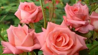 THE MOST BEAUTIFUL AND SUSTAINABLE TEA-HYBRID ROSES