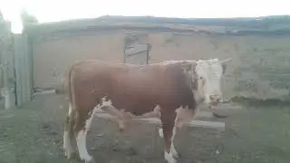 Ақбас тұқымдас бұқа