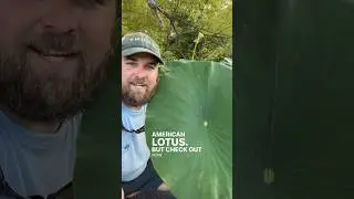 Checking out American Lotus on the Creek! #nativeplants #conservation #nature