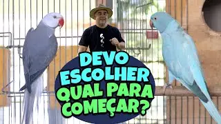 CLEARTAIL OU OPALINO: NO QUAL INVESTIR