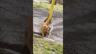 любовь)