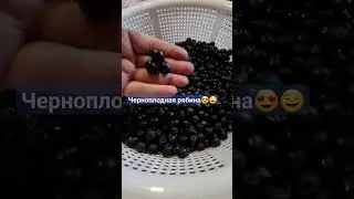 #ягоды
