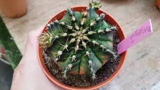 Gymnocalycium Aurora Cactus