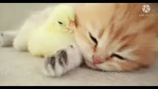 Kitten sleeps sweetly with the Chicken