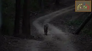 Evening tiger sighting | Kanha National Park