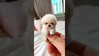 Teacup Puppies - Among the Smallest Toy Dogs in the World