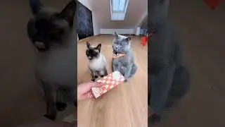 Когда кот всё понимает.#snaps