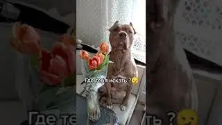 Ищем невесту Тайсону !