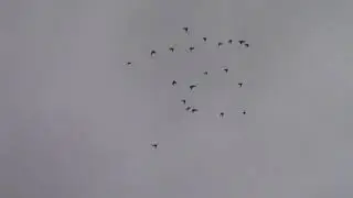 пермские гривуны
