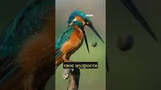 мудрое посвящение 