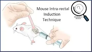 Mouse Intra-rectal Induction Technique | TNBS Induction Technique in Mouse