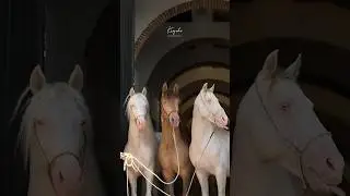 #лошади