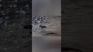 A Tibetan fox attempts to snatch prey from an eagle's grasp