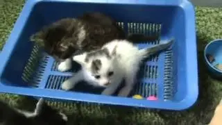 Жадные котята малыши . Зверюги .
