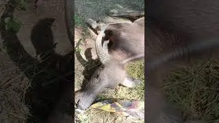 Kerbau Sakit Harus di Sembelih tidak ada cara lain
