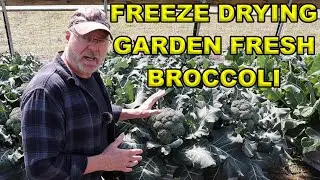 Freeze Drying Garden Fresh Broccoli In The Cube Freeze Dryer