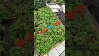 Земляника УСАТАЯ 🍓🪣🌿❤️💯...