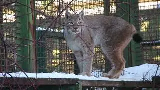 В Центре воспроизводства под Волоколамском поселились рыси