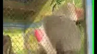 Ржачная обезьянка