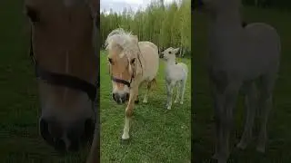 #лайк #животные #лошади #жеребенок #природа #бологое