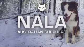 NALA | Australian Shepherd
