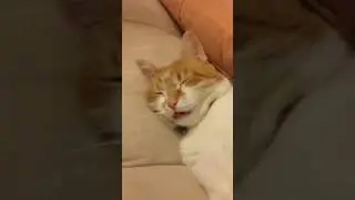 Статическое электричество и кот/Static electricity and a cat.