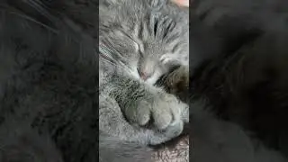 Але начальник это Андрюша 
