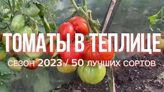 Теплица с новинками помидор 2023г. Полный видео обзор