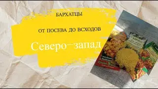 Бархатцы от посева до всходов.