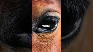 The AMAZING Vision of HORSES 🐎👁 | Animal Facts