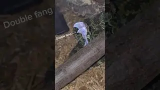 These vipers have GIANT fangs! 