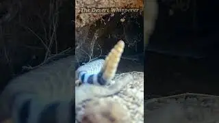 Busy Desert Tortoise burrow!