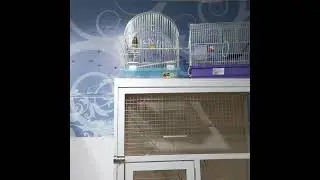 Трели кенора из Зоомагазина...