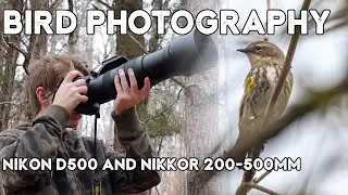 Bird Photography In Late Autumn (Nikon D500 + Nikkor 200-500mm)