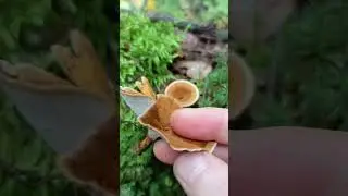 Сухлянка двухлетняя