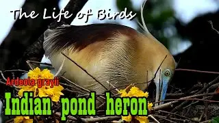 The Life of Birds | Indian pond heron | Ardeola grayii