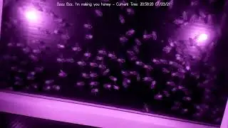 Beeeeees, not the beeees
