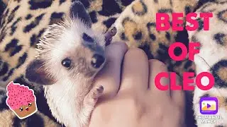TikTok Cleo the Hedgehog Compilation (BEST VIDS)