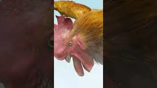The Hero Wins And Eats Spicy Chicken, But What If He Loses？