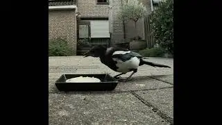 Я тоже люблю творожок😉 #magpie #сорока #животные