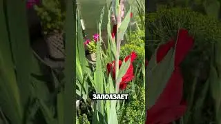 Августовское ….Нина Орлова авторское прочтение #live #стихи #поэзия #эфир #любовь #август #нск54