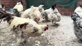 Alimentacion de Gallinas para que ponga Huevos