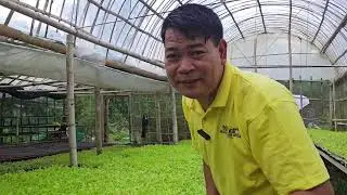 MGA PUNLA NG LETTUCE SA PARADISE FARM #farming #farm #gardening
