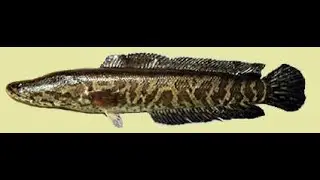 #snakehead  #fishing trying something new.