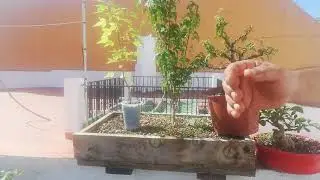 Cultivo en cajones de madera, por qué?